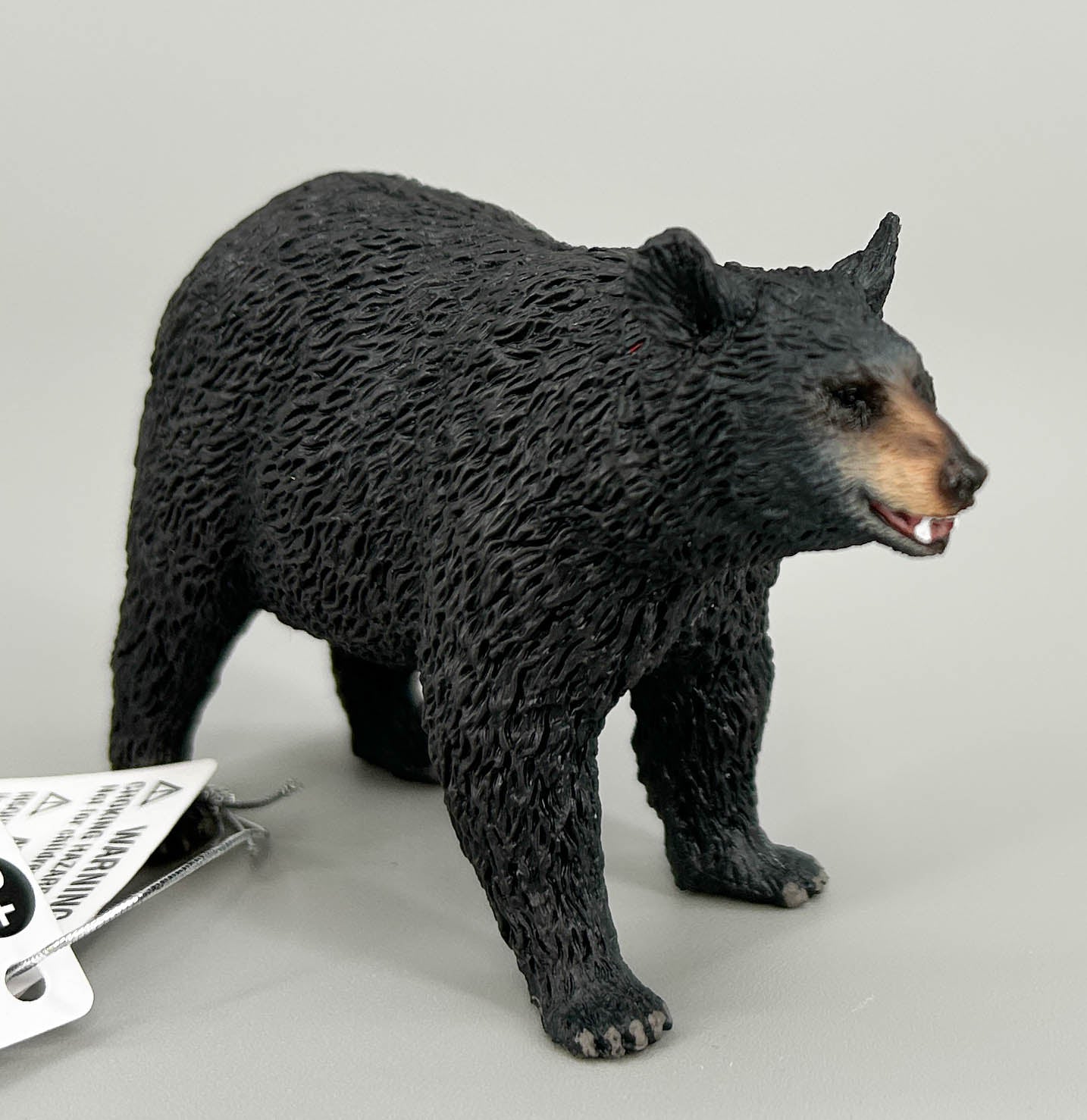 American Black Bear