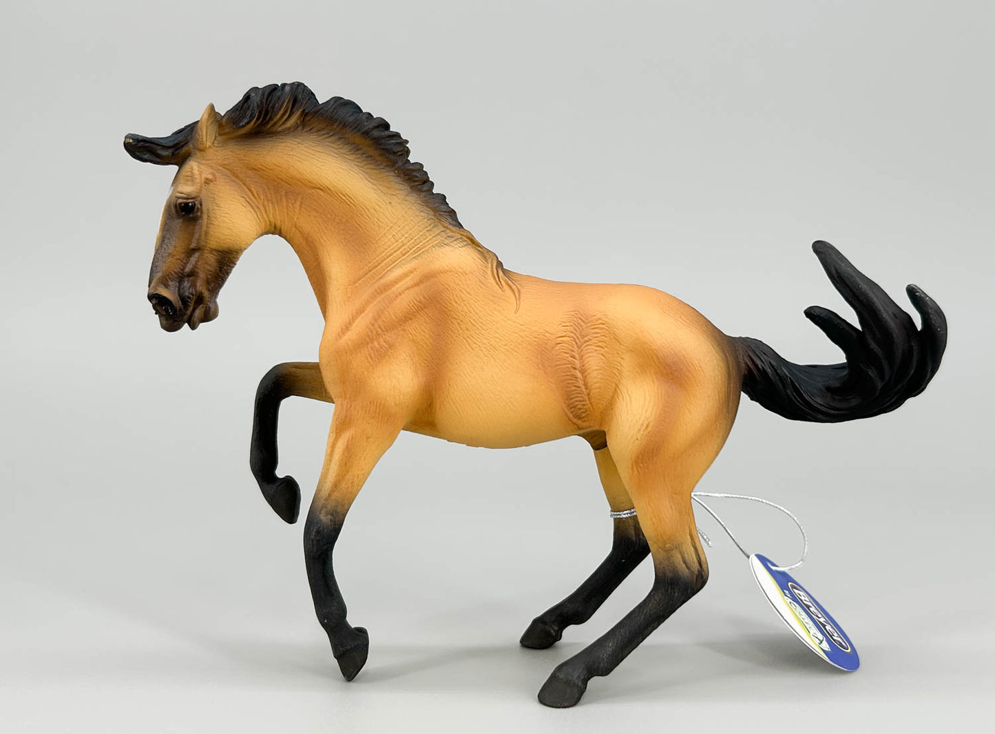 Lusitano Stallion, Buckskin