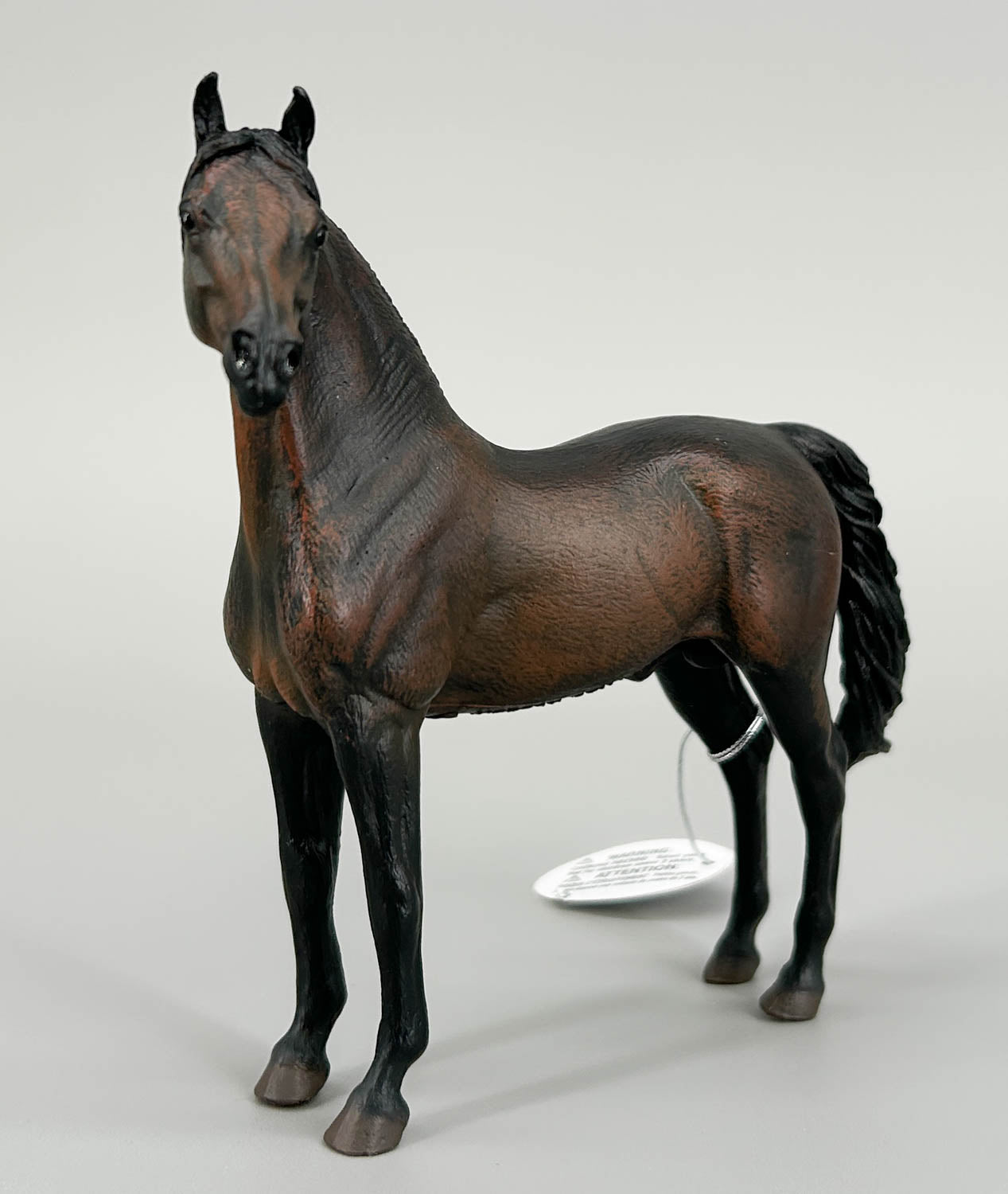 Morgan Stallion, Bay