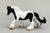 Gypsy Vanner / Tinker Mare