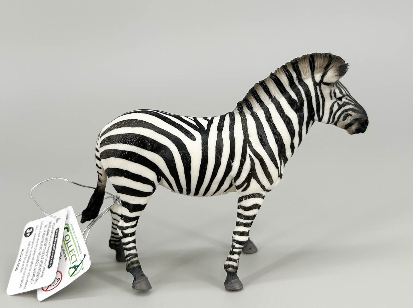 Zebra, Common Zebra