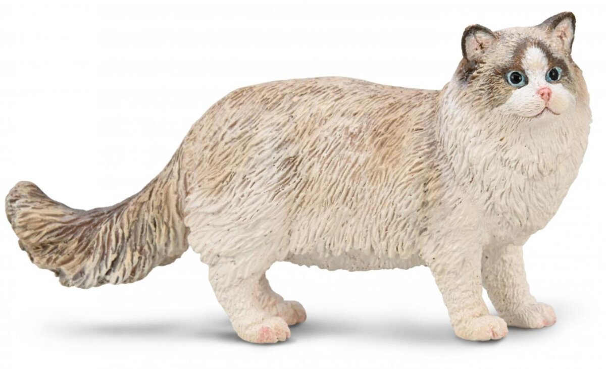 Ragdoll Cat, Chocolate Bi-Color (international release) - ADVANCE SALE