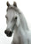 Arabian Mare, Grey - Deluxe 1:12 Scale Model (International Release)