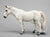 Camargue Horse