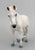 Camargue Horse