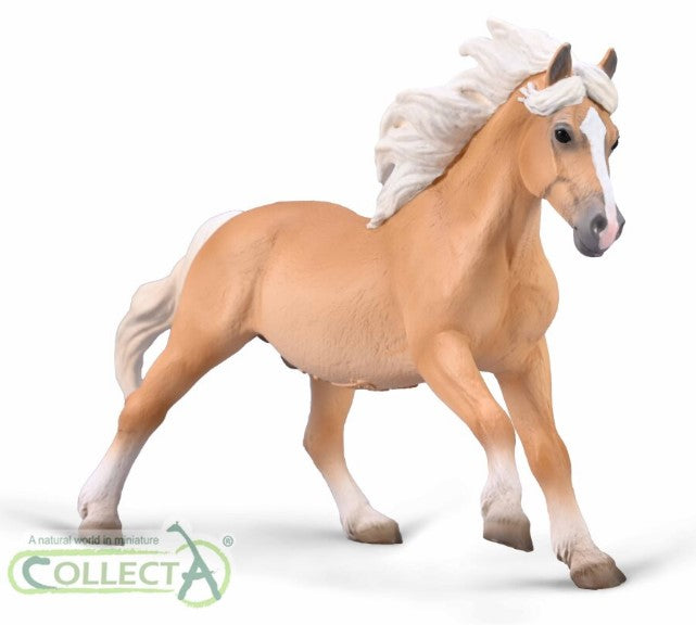 collecta haflinger stallion galloping palomino