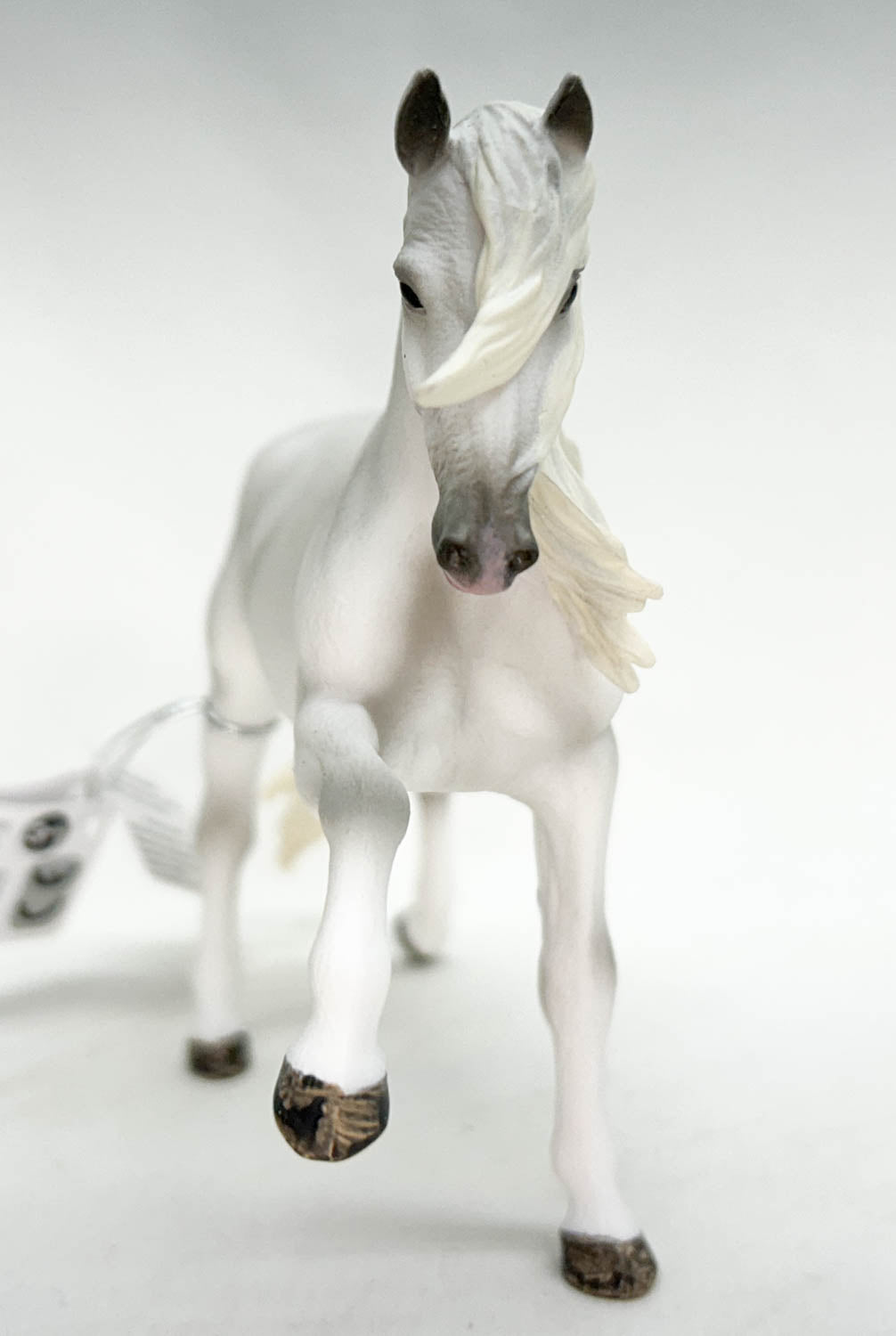 Lipizzan Mare, Spanish Walk (international release)