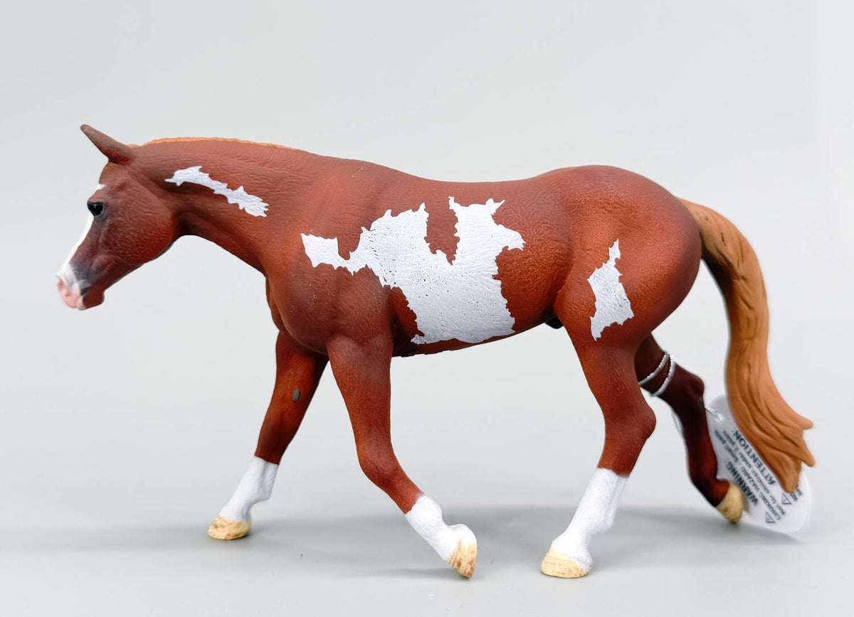 American Paint Horse Stallion, Chestnut Overo Pinto