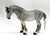 Percheron Mare, Dapple Grey
