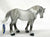 Percheron Mare, Dapple Grey