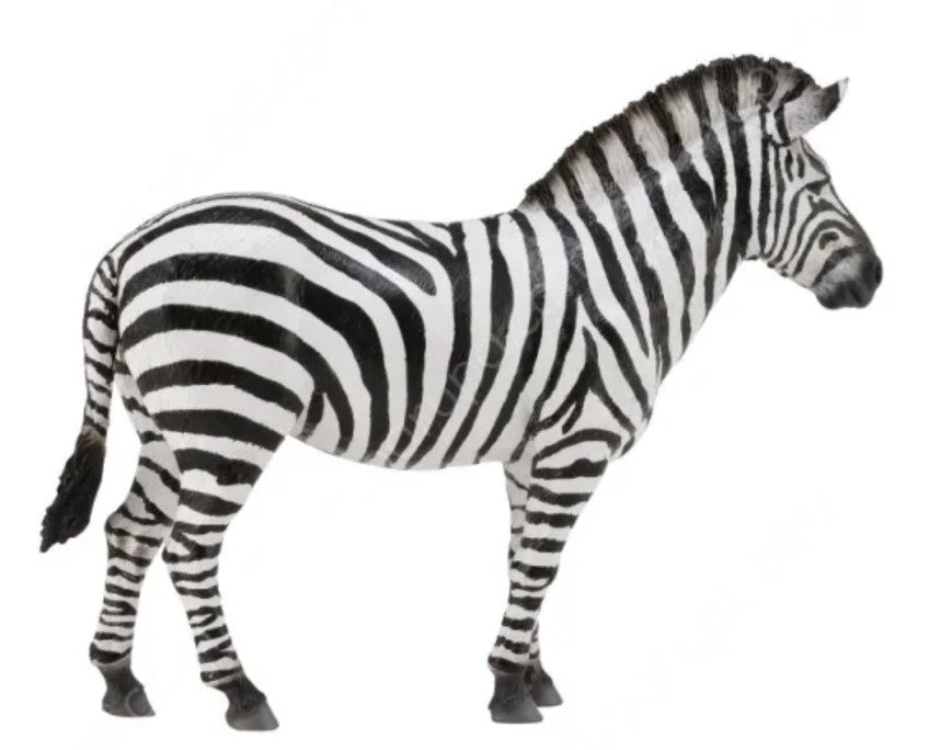 Zebra, Common Zebra