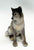 Grey Wolf Puppy, Sitting Resin