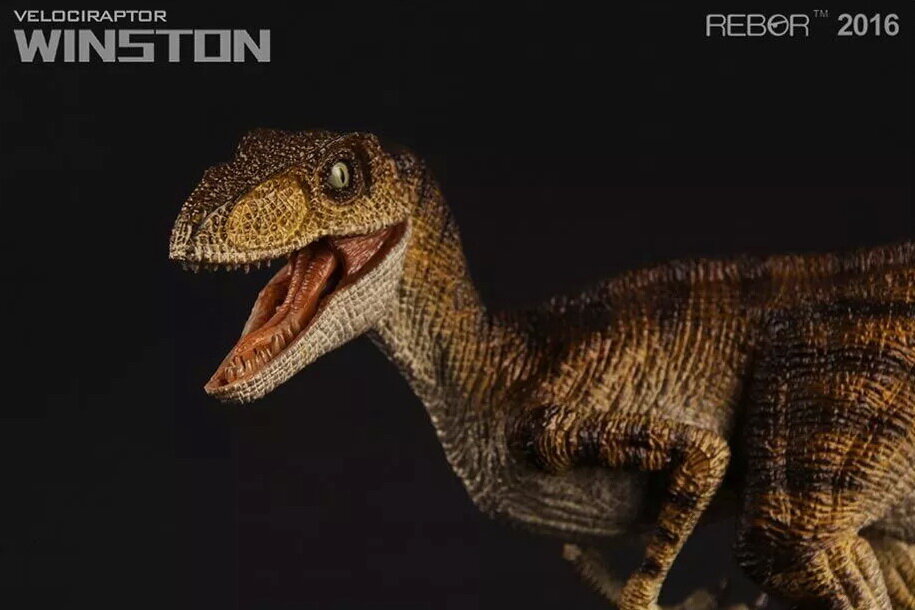 Velociraptor ~ Winston - REBOR Museum Class Replicas