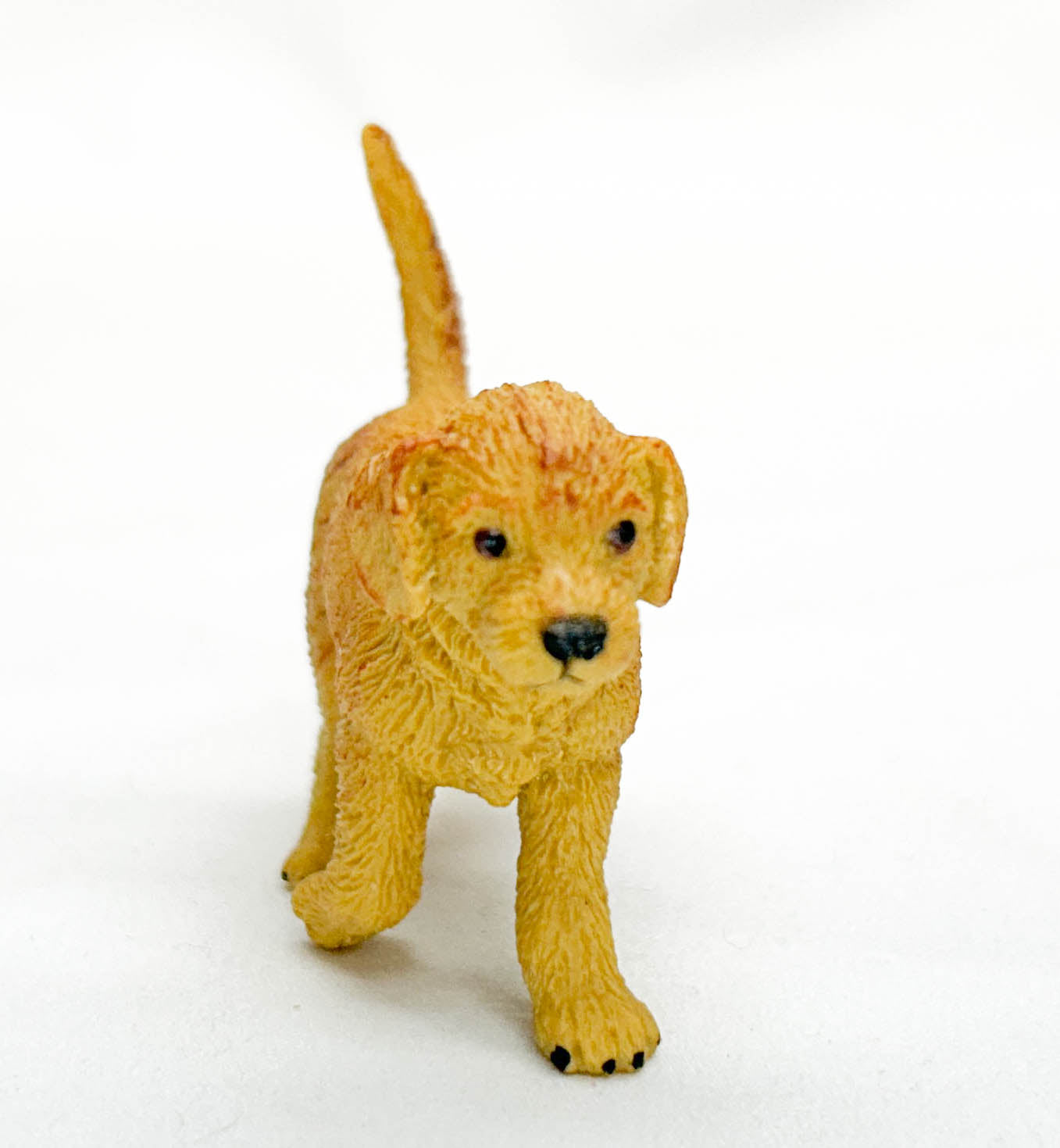 Golden Retriever Puppy