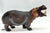 Hippopotamus (Large)