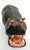 Hippopotamus (Large)