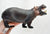 Hippopotamus (Large)