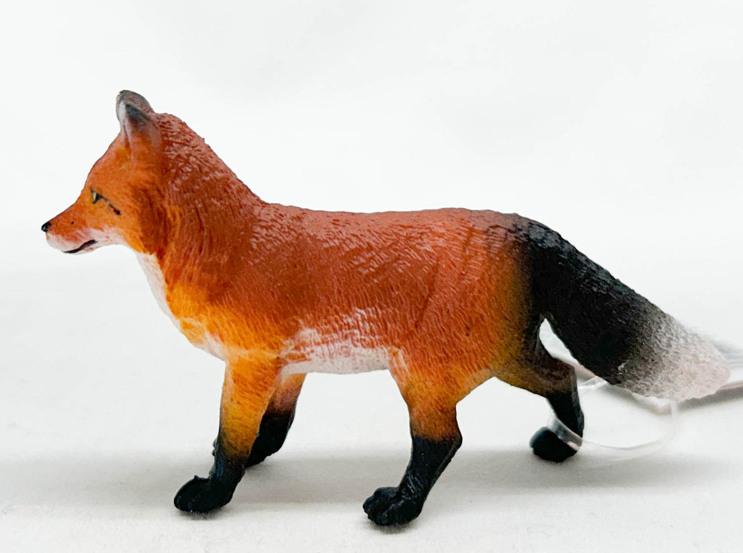 Red Fox