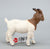 Boer Goat Nanny