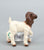 Boer Goat Kid