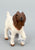 Boer Goat Kid