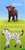 Farm Babies Play Set (Horse Foal , Donkey Foal, Piglet, Highland Calf)