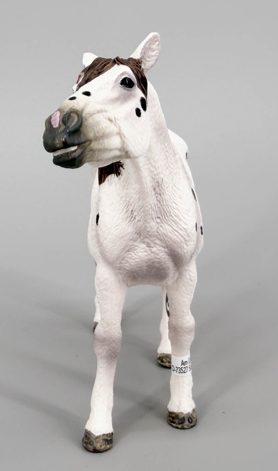 Knabstrupper Gelding