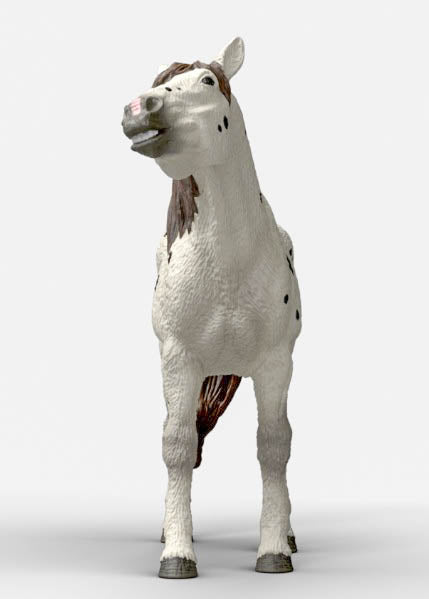 Knabstrupper Gelding - ADVANCE SALE