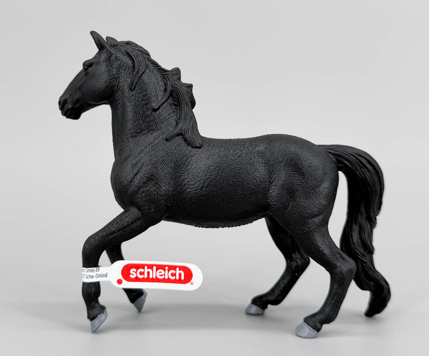 Lusitano Stallion, Black