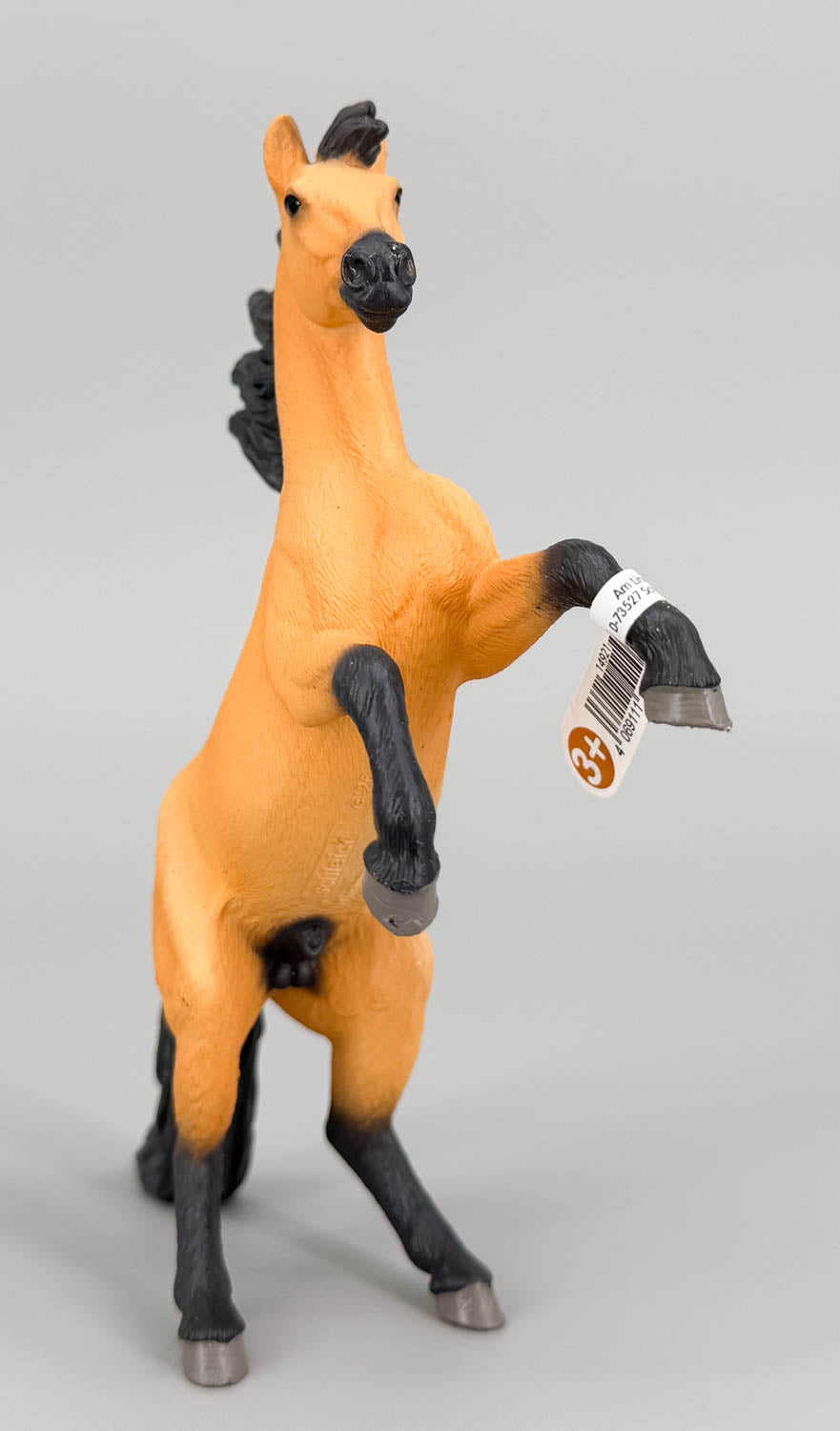 Mustang Stallion, Dun