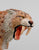 Smilodon (Sabertooth Cat)