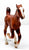 Cantering Foal, Chestnut - Tractor Supply SR