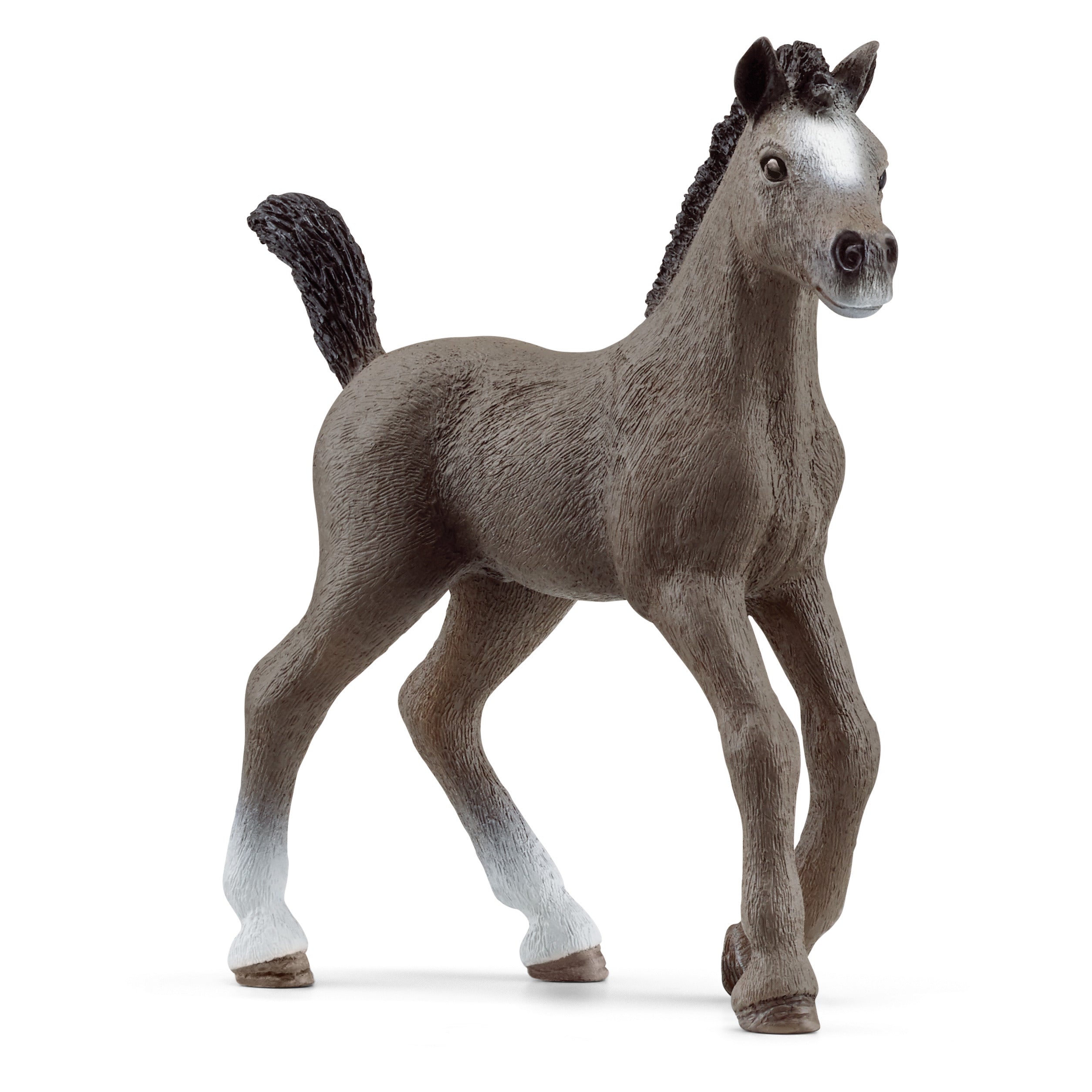 Selle Français Foal, Grey