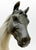 Gem Twist, Grey Appaloosa Sport Horse