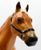 Quarter Horse Gelding - Web Exclusive