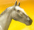 Appaloosa Performance Horse ~ Diamondot Buccaneer