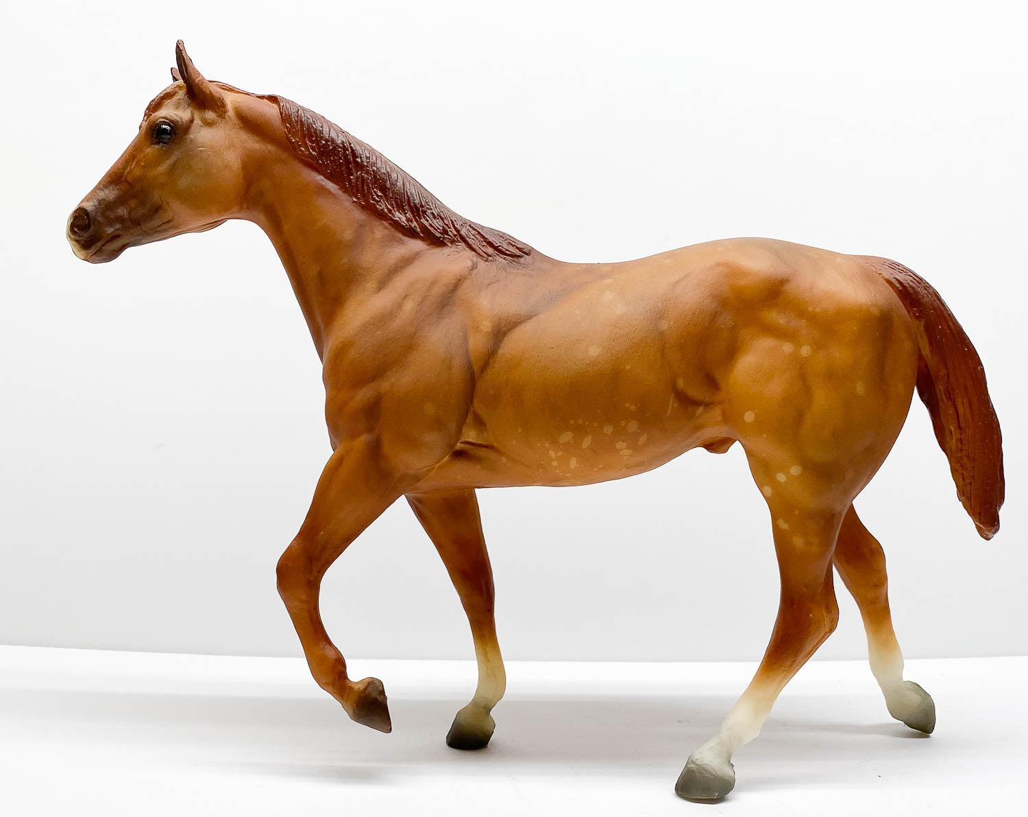 Stock Horse Stallion, Dappled Chestnut - JC Penney SR