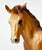 Quarter Horse Foal, Chestnut - Light Variation