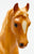 Family Arabian Stallion, Golden Chestnut SR