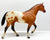 Stock Horse Stallion, Bay Appaloosa