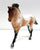Cantering Warmblood, Bay Appaloosa Sport Horse