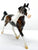 Prince Charming ~ Linzer - Breyerfest 2022