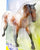 Irish Draft ~ Appaloosa Sport Horse, Bay Appaloosa