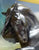 Iberian ~ Sjoerd, Champion Friesian Stallion