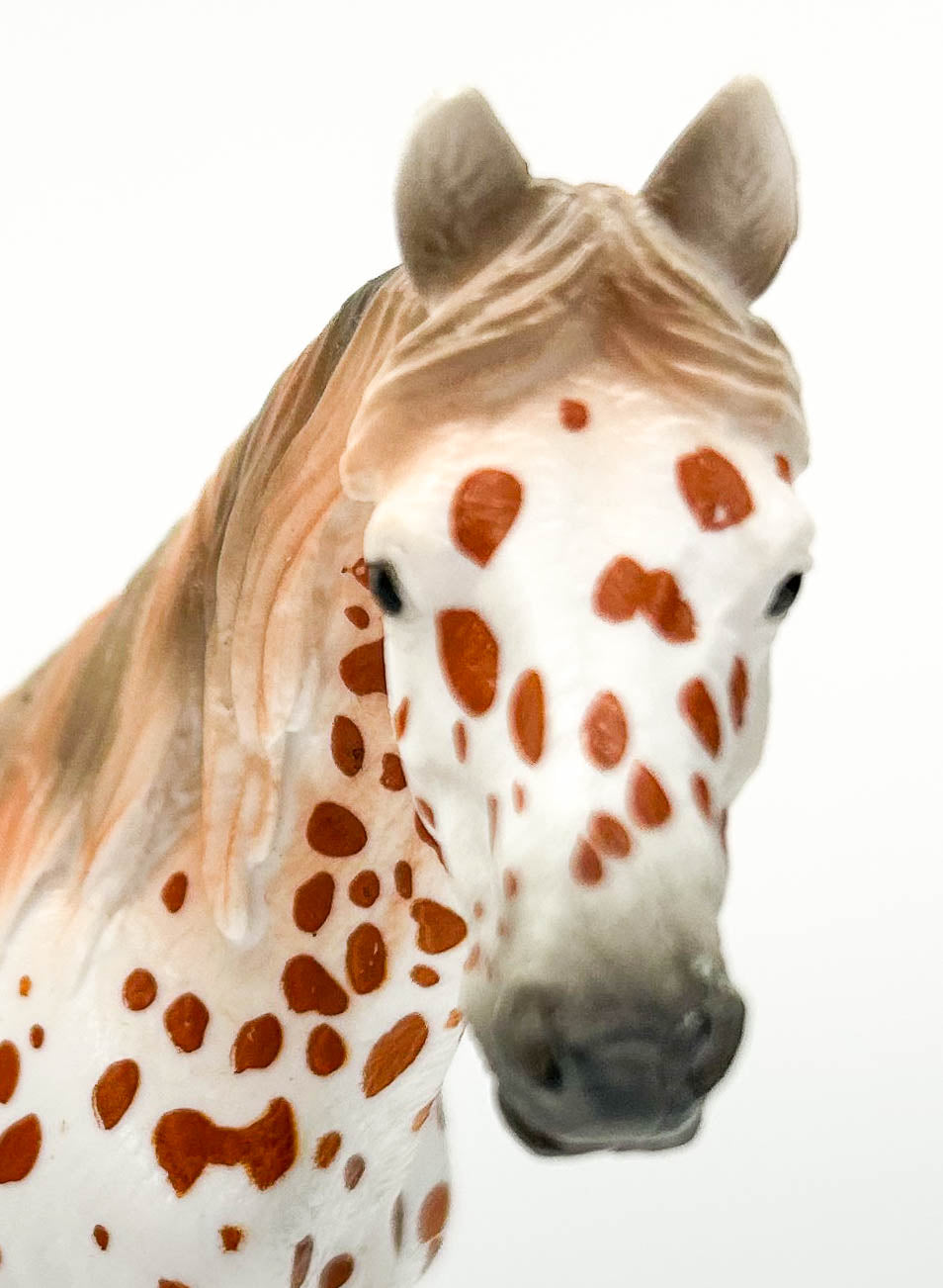 British Spotted Pony, Leopard Appaloosa