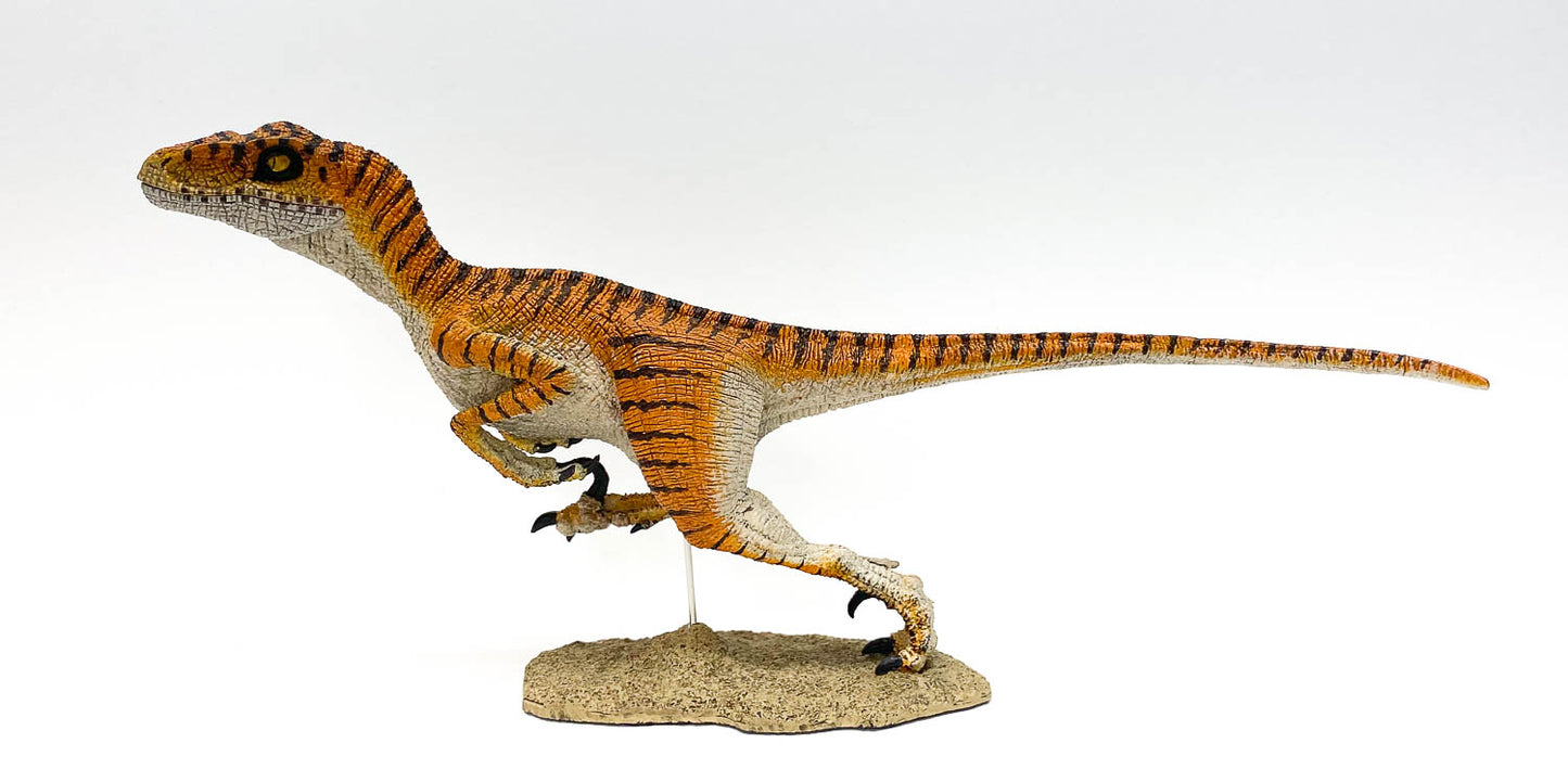Velociraptor ~ Sweeney - REBOR Museum Class Replicas