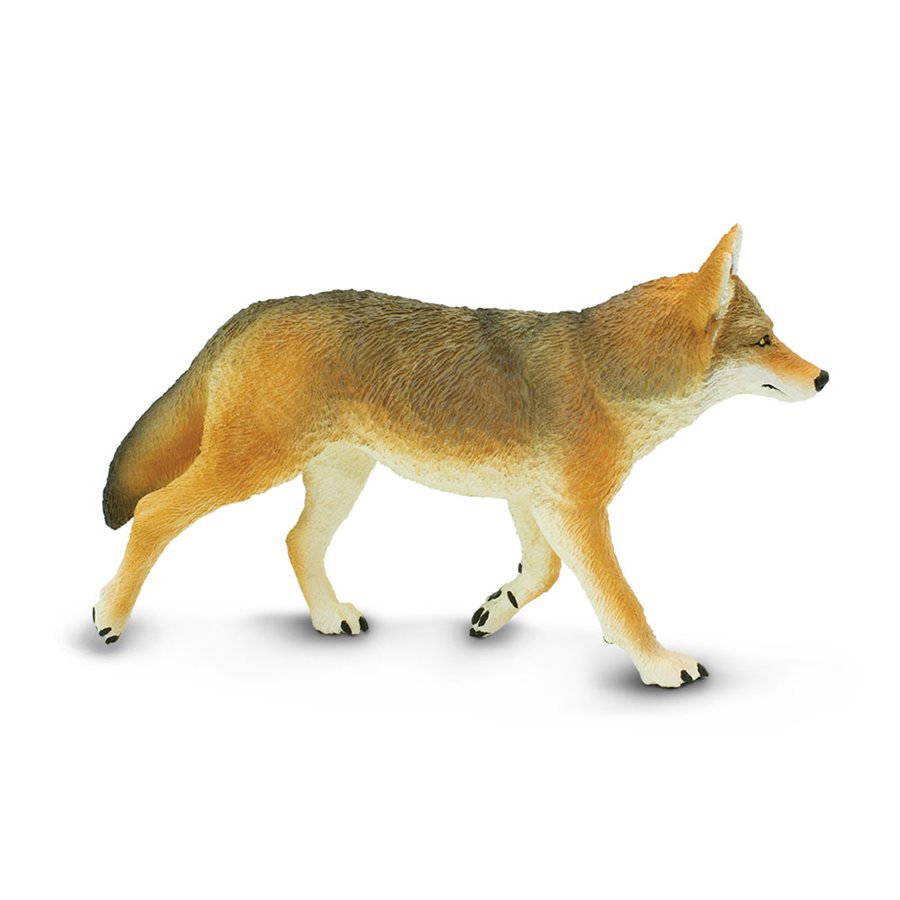 Coyote (Large)