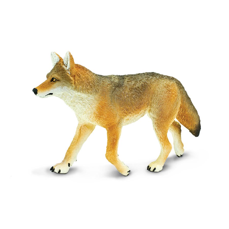 Coyote (Large)