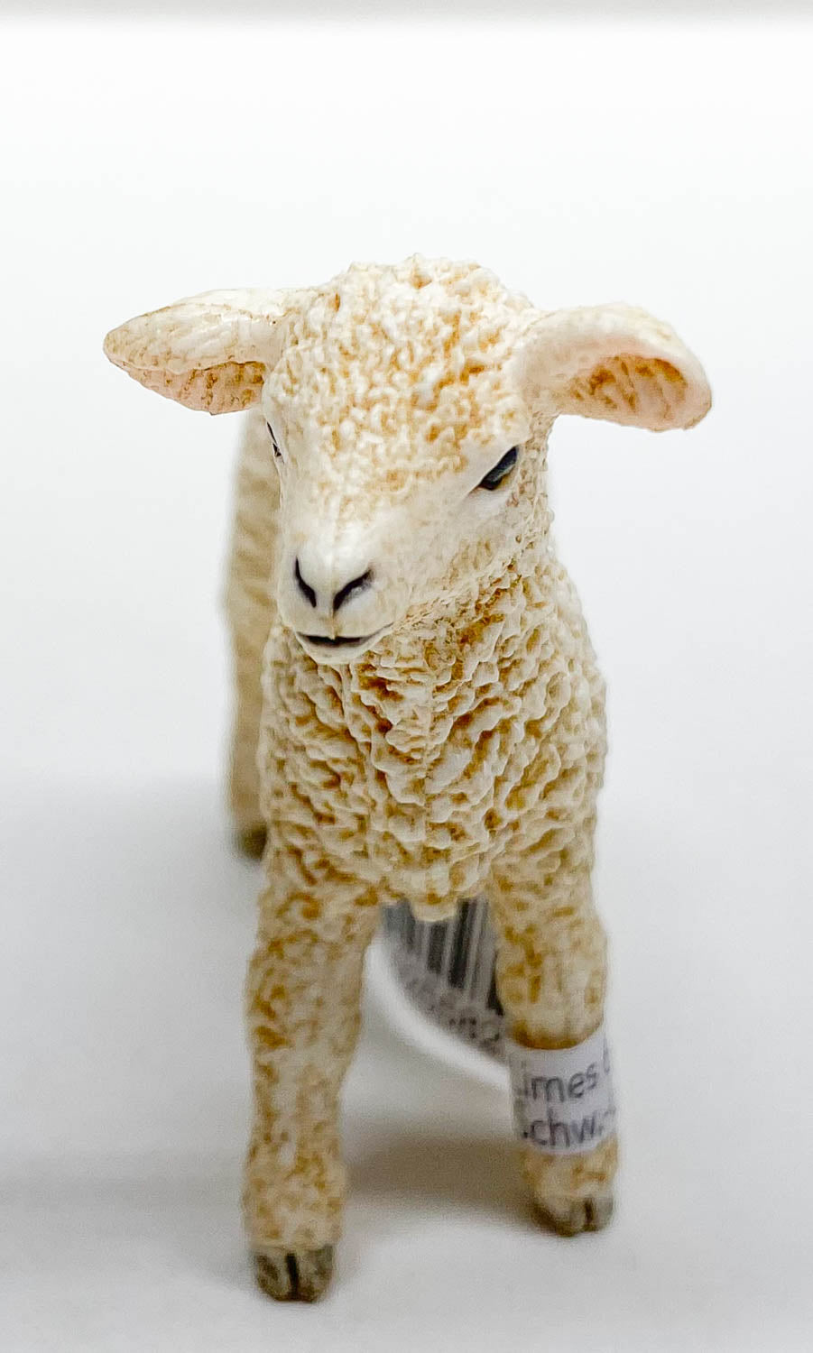 Lamb, Dorset