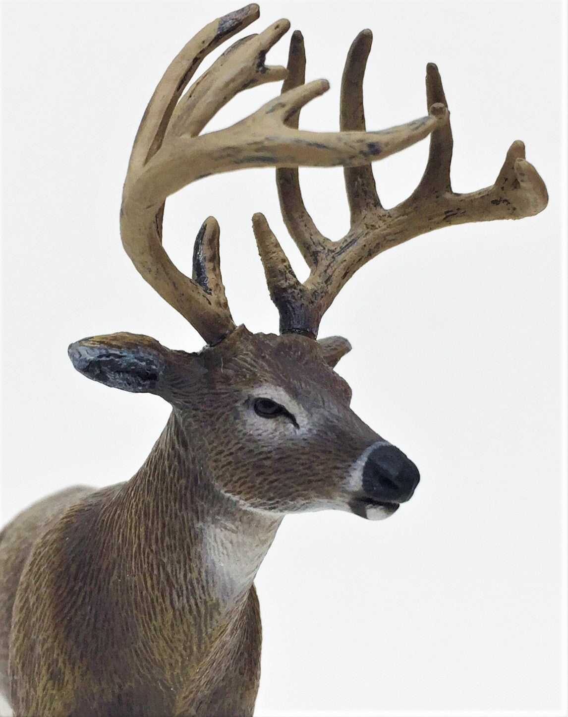 White Tailed Deer- 12-Point Buck